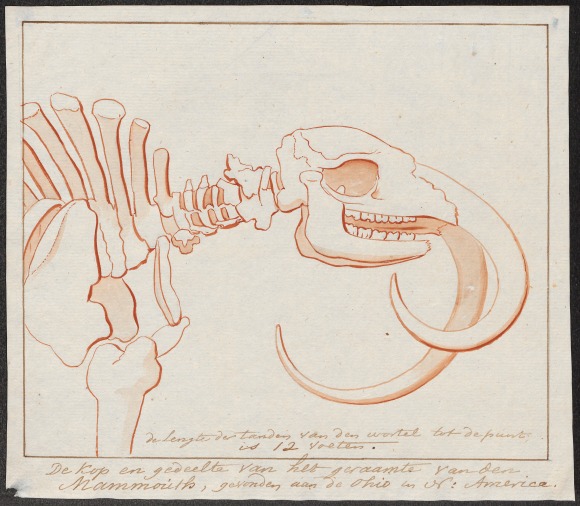 Mammuthus_spec._-_skelet_-_1700-1880_-_Print_-_Iconographia_Zoologica_-_Special_Collections_University_of_Amsterdam_-_UBA01_IZ22000159.tif